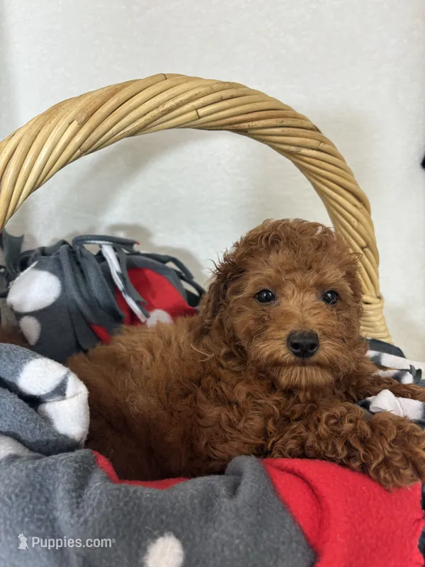 Gabe  – Miniature Goldendoodle puppy for sale in Greenfield, IN