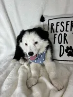 Bentley, a male Border Collie for sale in Greenfield, IN – Photo 4 of 5