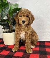 Ginger, a female Miniature Goldendoodle for sale in Greenfield, IN – Photo 4 of 5