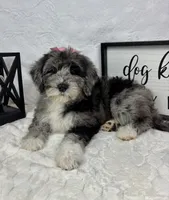 Phoebe, a female Miniature Bernedoodle for sale in Greenfield, IN – Photo 3 of 5