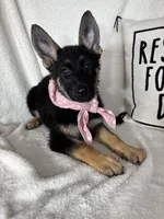 Glenda, a female German Shepherd Dog for sale in Greenfield, IN – 5 of 7