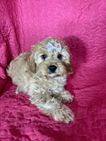 Monica, a female Cavapoo for sale in Greenfield, IN – 2 of 4
