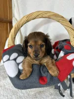 Dustin, a male Dachshund for sale in Greenfield, IN – 4 of 4