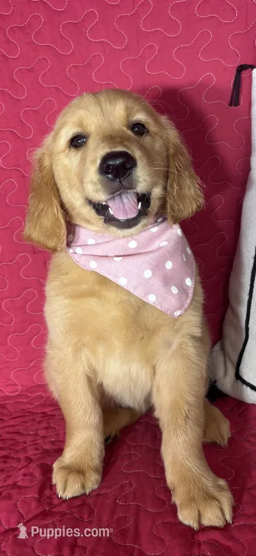 Gigi – Golden Retriever puppy for sale in Greenfield, IN