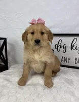 Gigi, a female Golden Retriever for sale in Greenfield, IN – Photo 1 of 5