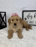 Gigi, a female Golden Retriever for sale in Greenfield, IN – Photo 5 of 5