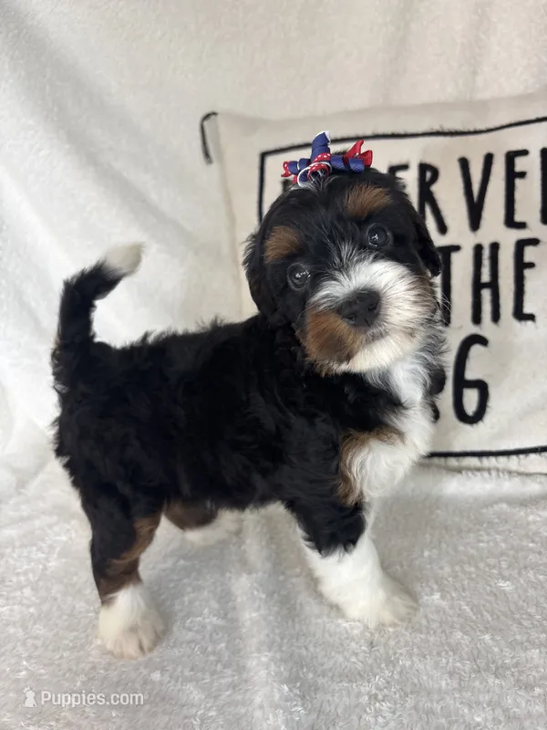 Monica – Bernedoodle puppy for sale in Greenfield, IN