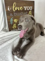 Luna, a female Labrador Retriever for sale in Greenfield, IN – 2 of 5