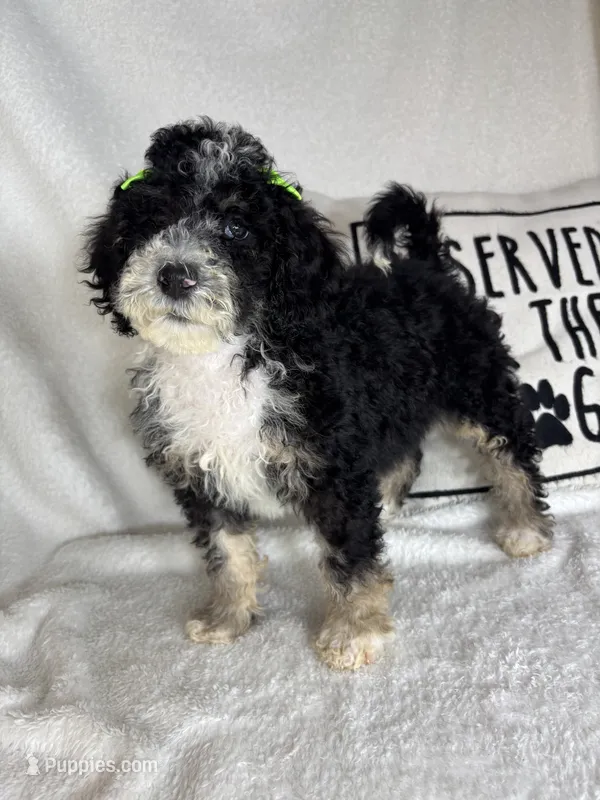 Molly – Bernedoodle puppy for sale in Greenfield, IN