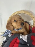 Cooper, a male Golden Retriever for sale in Greenfield, IN – 4 of 5
