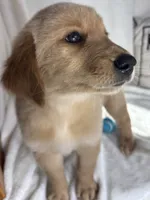 Gus, a male Golden Retriever for sale in Greenfield, IN – 3 of 5