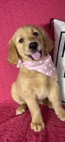 Gloria, a female Golden Retriever for sale in Greenfield, IN – 4 of 5