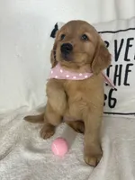 Sandy, a female Golden Retriever for sale in Greenfield, IN – 1 of 5