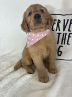 Saffron, a female Golden Retriever for sale in Greenfield, IN – 1 of 5