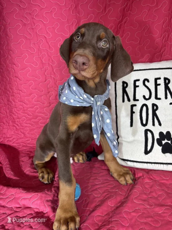 Duke – Doberman Pinscher puppy for sale in Greenfield, IN