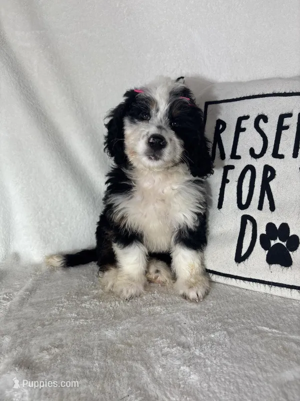 Bella – Bernedoodle puppy for sale in Greenfield, IN
