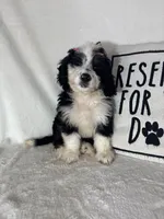 Bella, a female Bernedoodle for sale in Greenfield, IN – 1 of 5