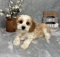 Joey, a male Cavapoo for sale in Greenfield, IN – Photo 4 of 5