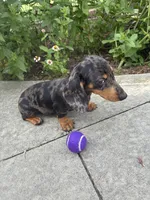 Rick, a male Miniature Dachshund for sale in Greenfield, IN – 5 of 7