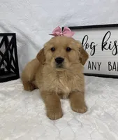 Goldie, a female Golden Retriever for sale in Greenfield, IN – Photo 1 of 5