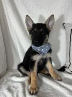 Gage, a male German Shepherd Dog for sale in Greenfield, IN – 5 of 6