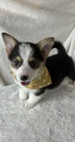 Calvin, a male Pembroke Welsh Corgi for sale in Greenfield, IN – 3 of 4