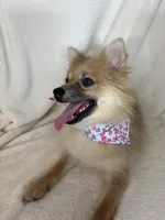 Penelope, a female Pomeranian for sale in Greenfield, IN – 3 of 5