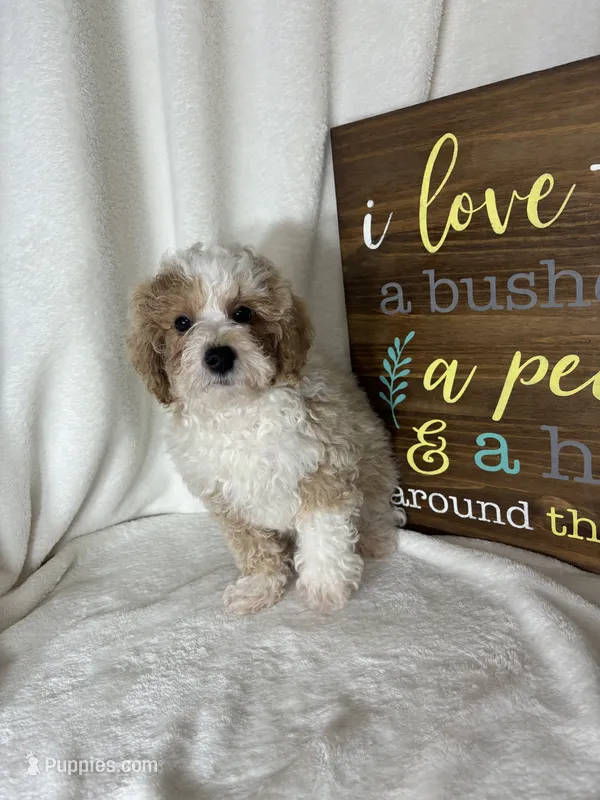 Benard – Bernedoodle puppy for sale in Greenfield, IN
