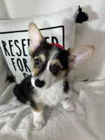 Carmen , a female Pembroke Welsh Corgi for sale in Greenfield, IN – 4 of 4