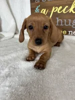 Dixie, a female Dachshund for sale in Greenfield, IN – 2 of 6