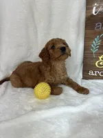 Skipper, a male Miniature Goldendoodle for sale in Greenfield, IN – Photo 4 of 5