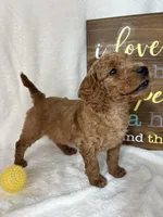 Skipper, a male Miniature Goldendoodle for sale in Greenfield, IN – Photo 5 of 5