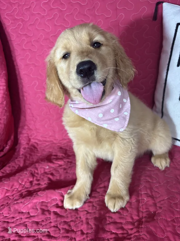 Gigi – Golden Retriever puppy for sale in Greenfield, IN