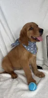 Grover, a male Golden Retriever for sale in Greenfield, IN – 6 of 6