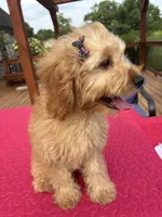 Monica, a female Cavapoo for sale in Greenfield, IN – 5 of 5
