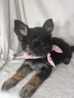Gwyneth, a female German Shepherd Dog for sale in Greenfield, IN – 4 of 5