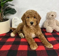 Gabe, a female Miniature Goldendoodle for sale in Greenfield, IN – Photo 2 of 5