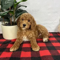 Gabe, a female Miniature Goldendoodle for sale in Greenfield, IN – Photo 3 of 5