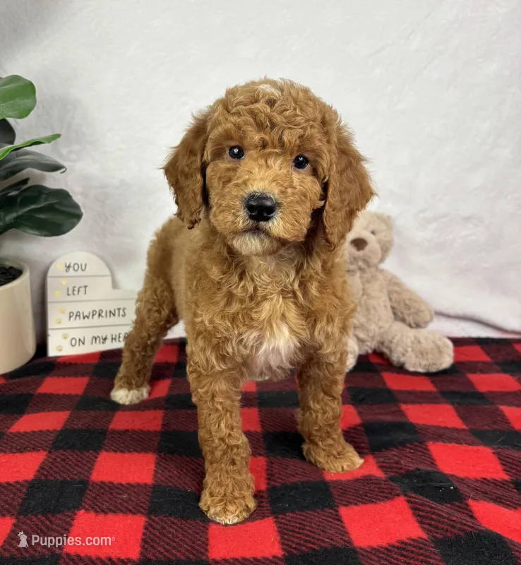 Gabe, a female Miniature Goldendoodle for sale in Greenfield, IN – Photo 1 of 5