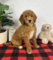 Gabe, a female Miniature Goldendoodle for sale in Greenfield, IN – Photo 5 of 5