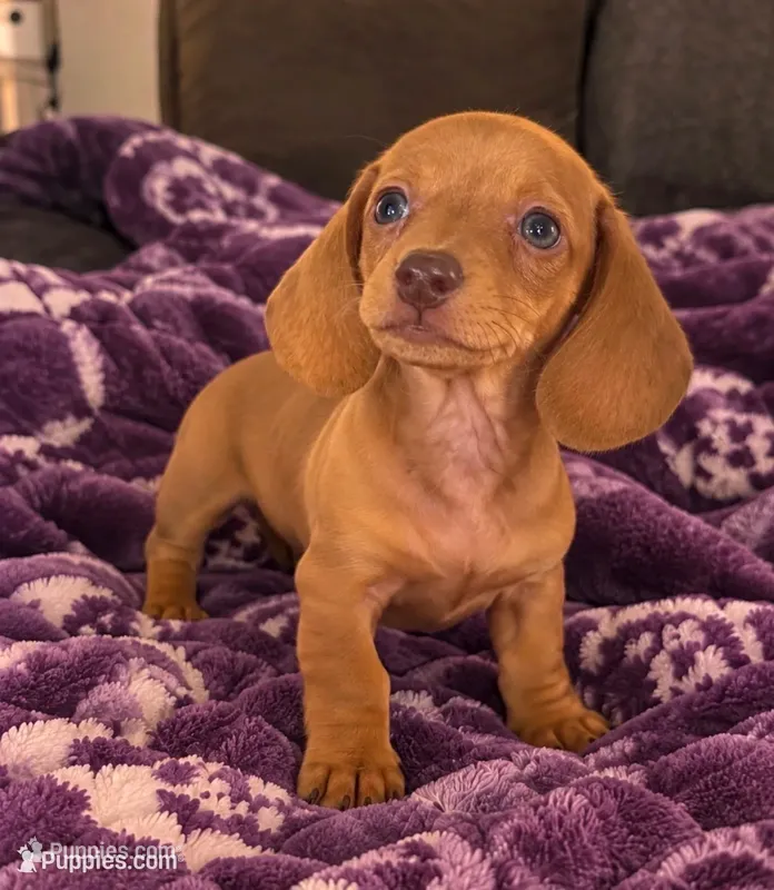 Dylan – Dachshund puppy for sale in Greenfield, IN