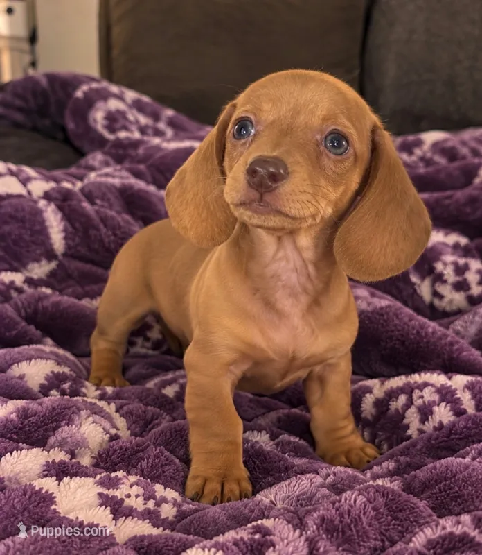 Dylan – Dachshund puppy for sale in Greenfield, IN