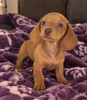 Dylan, a male Dachshund for sale in Greenfield, IN – 1 of 5