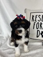 Monica, a female Bernedoodle for sale in Greenfield, IN – 5 of 6