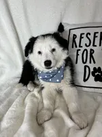 Bentley, a male Border Collie for sale in Greenfield, IN – 5 of 5