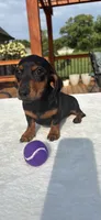 Belle, a female Miniature Dachshund for sale in Greenfield, IN – 2 of 6
