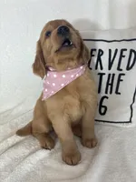 Saffron, a female Golden Retriever for sale in Greenfield, IN – 3 of 5