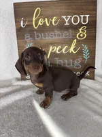 Diesel, a male Dachshund for sale in Greenfield, IN – 4 of 7