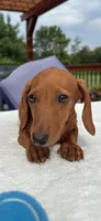 Rock, a male Dachshund for sale in Greenfield, IN – 1 of 4