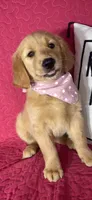 Ginger, a female Golden Retriever for sale in Greenfield, IN – 2 of 5